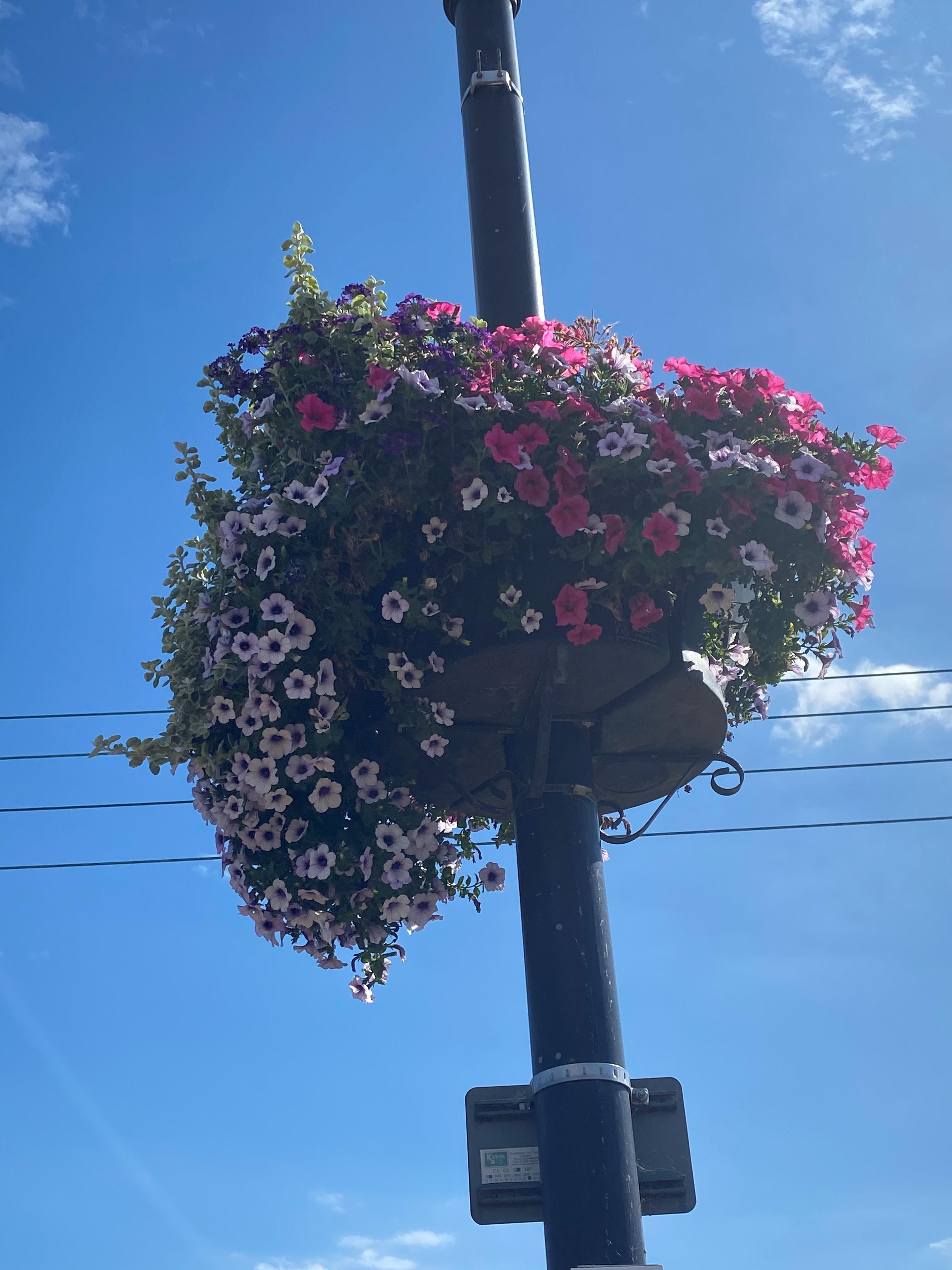 Picture of a hanging basket in the town centre